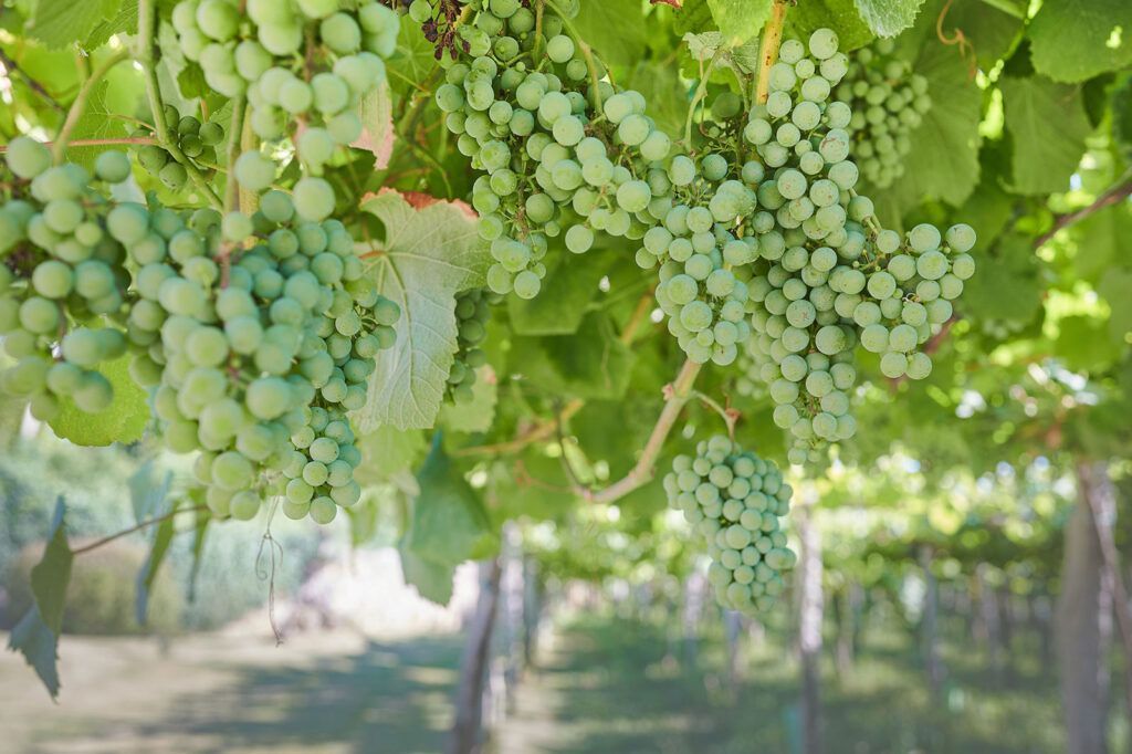 alvariño azulejo globalwinepartners